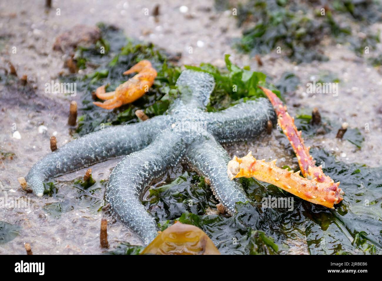 USA, SE Alaska, Inside Passage, Wood Spit. Mottled sea star aka true star and slender-rayed (Evasterias troschelii) in tidepool. Stock Photo