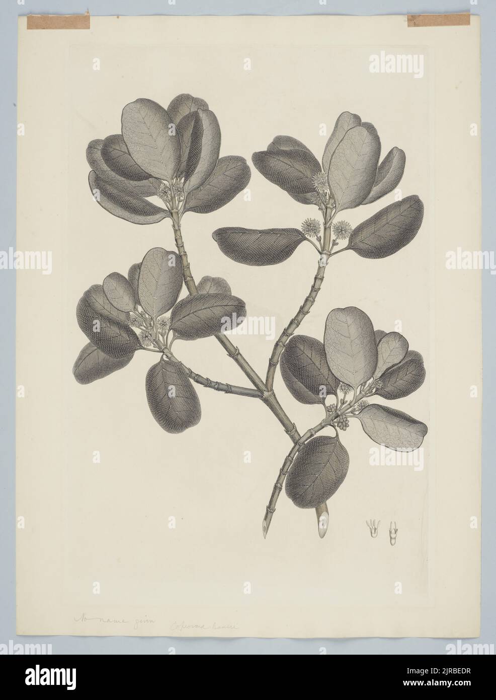 Coprosma repens A. Richard, 1895, United Kingdom, by Sydney Parkinson. Gift of the British Museum, 1895. Stock Photo