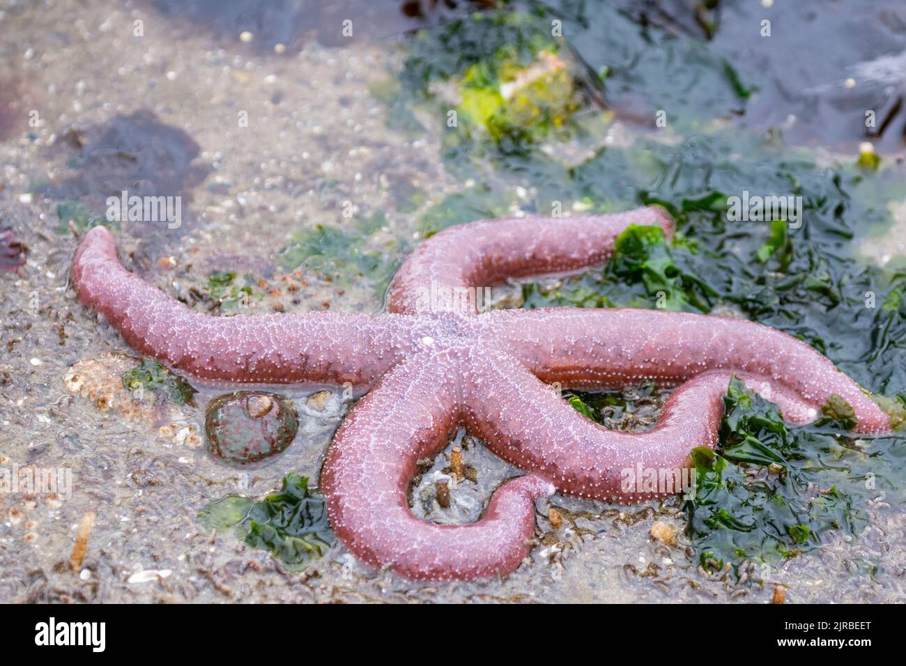 Three Rayed Star USA, SE Alaska, Inside Passage, Wood Spit. Mottled sea star aka true ...