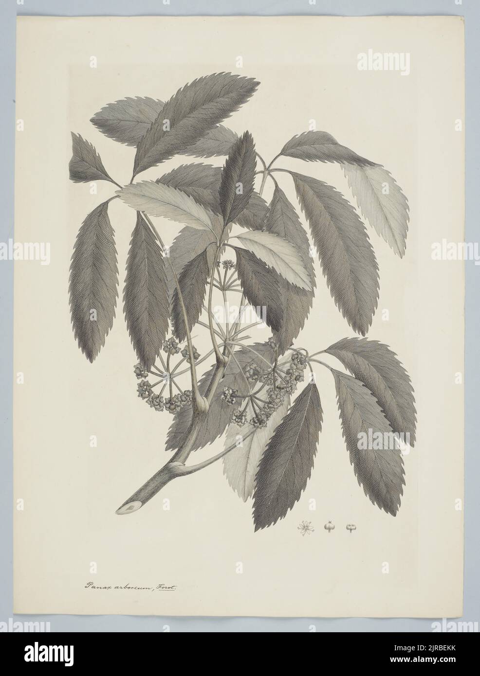 Pseudopanax arboreus (Murray) Philipson, 1895, United Kingdom, by Sydney Parkinson. Gift of the British Museum, 1895. Stock Photo