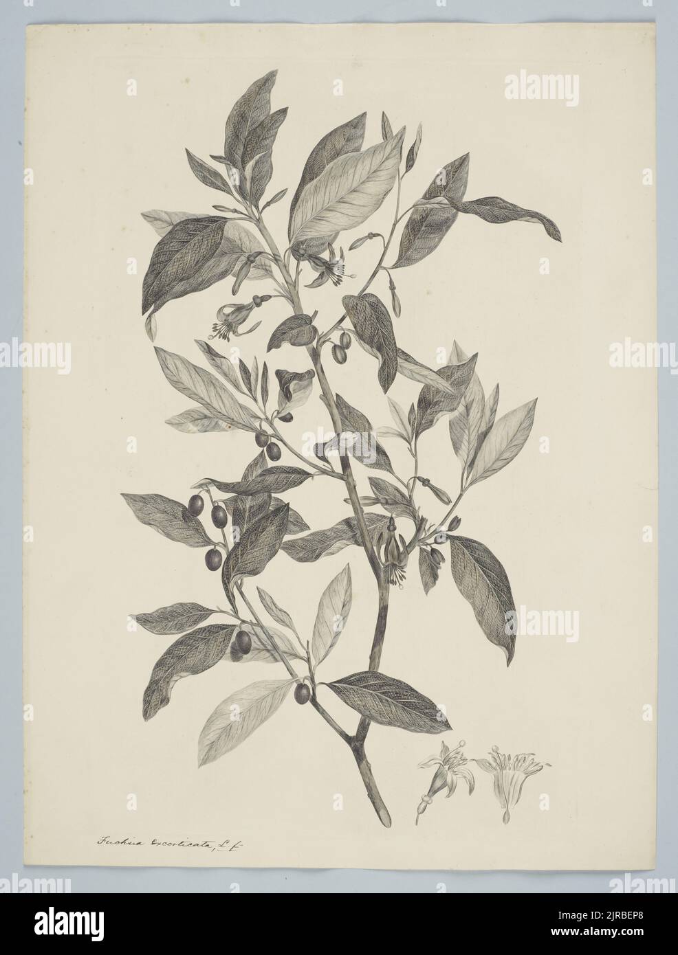 Fuchsia excorticata (Forster & G. Forster) Linnaeus f., 1895, United Kingdom, by Sydney Parkinson. Gift of the British Museum, 1895. Stock Photo