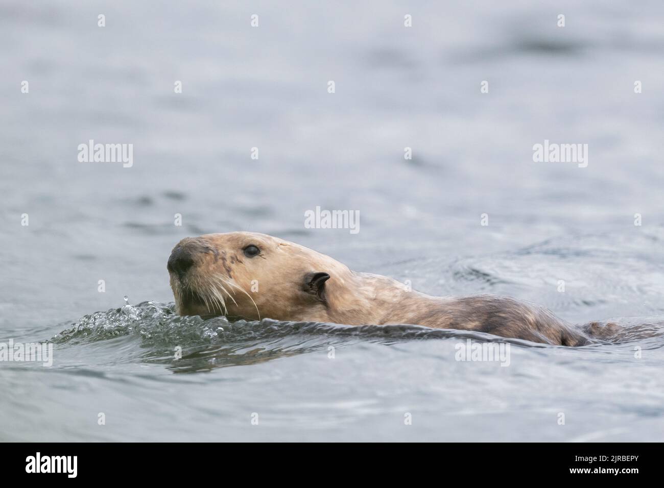 USA, SE Alaska, Inside Passage, Pinta Rocks near Petersburg. Sea otter ...