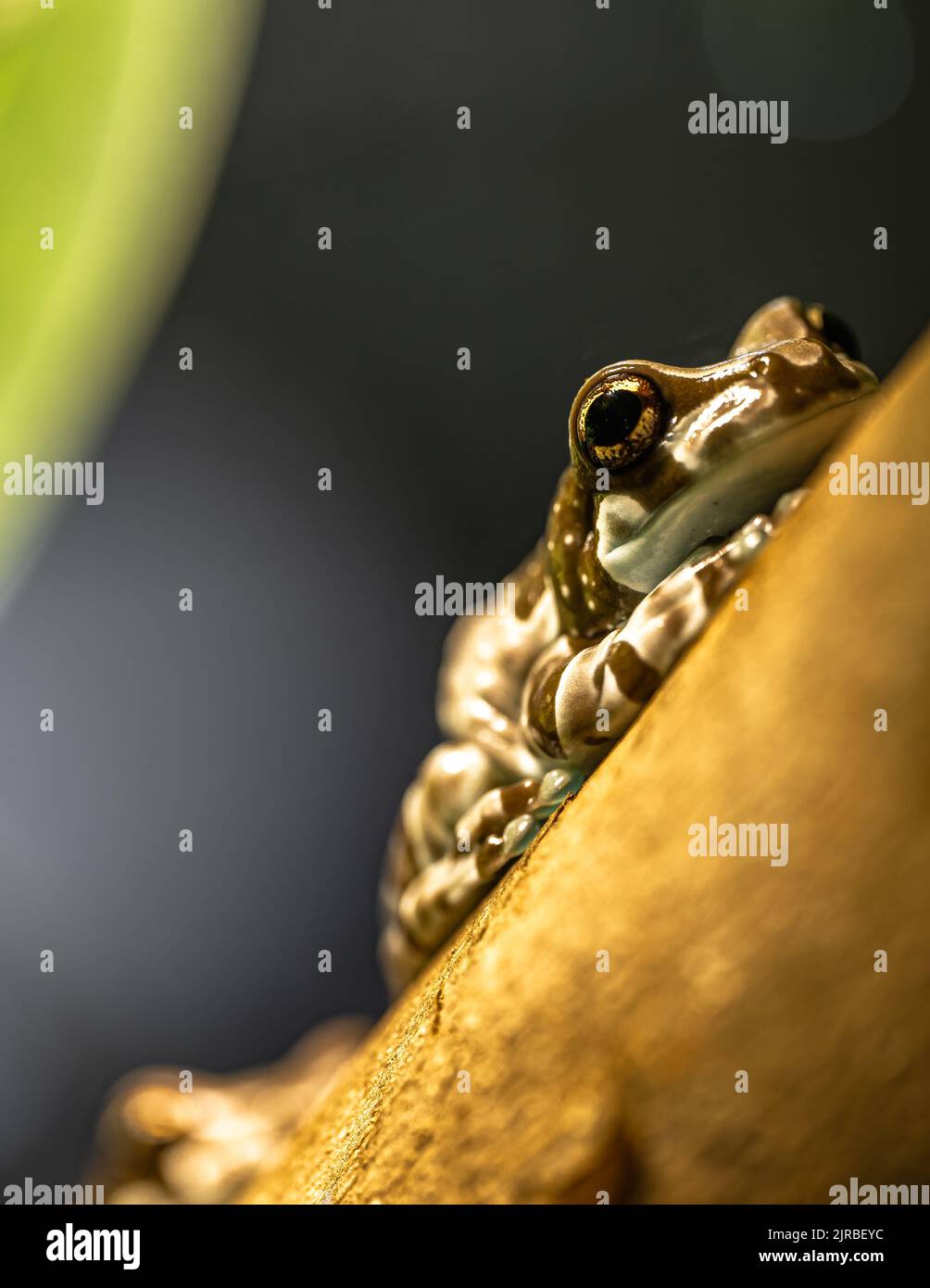Amazon Milk Frog (Trachycephalus resinifictrix Stock Photo Alamy