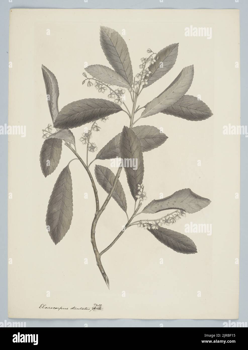 Elaeocarpus dentatus (Forster & G. Forster) Vahl, 1895, United Kingdom, by Sydney Parkinson. Gift of the British Museum, 1895. Stock Photo