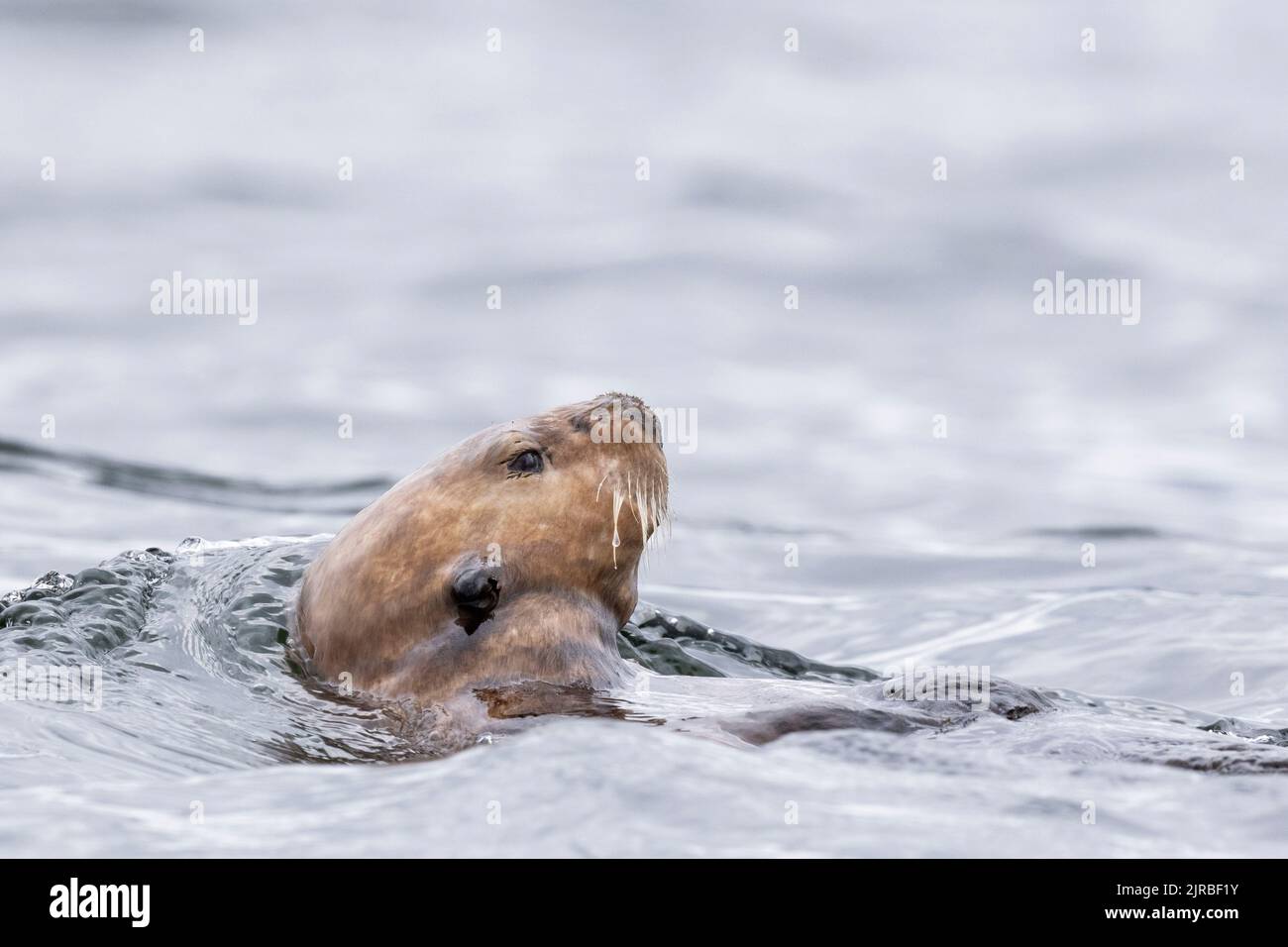 USA, SE Alaska, Inside Passage, Pinta Rocks near Petersburg. Sea otter ...