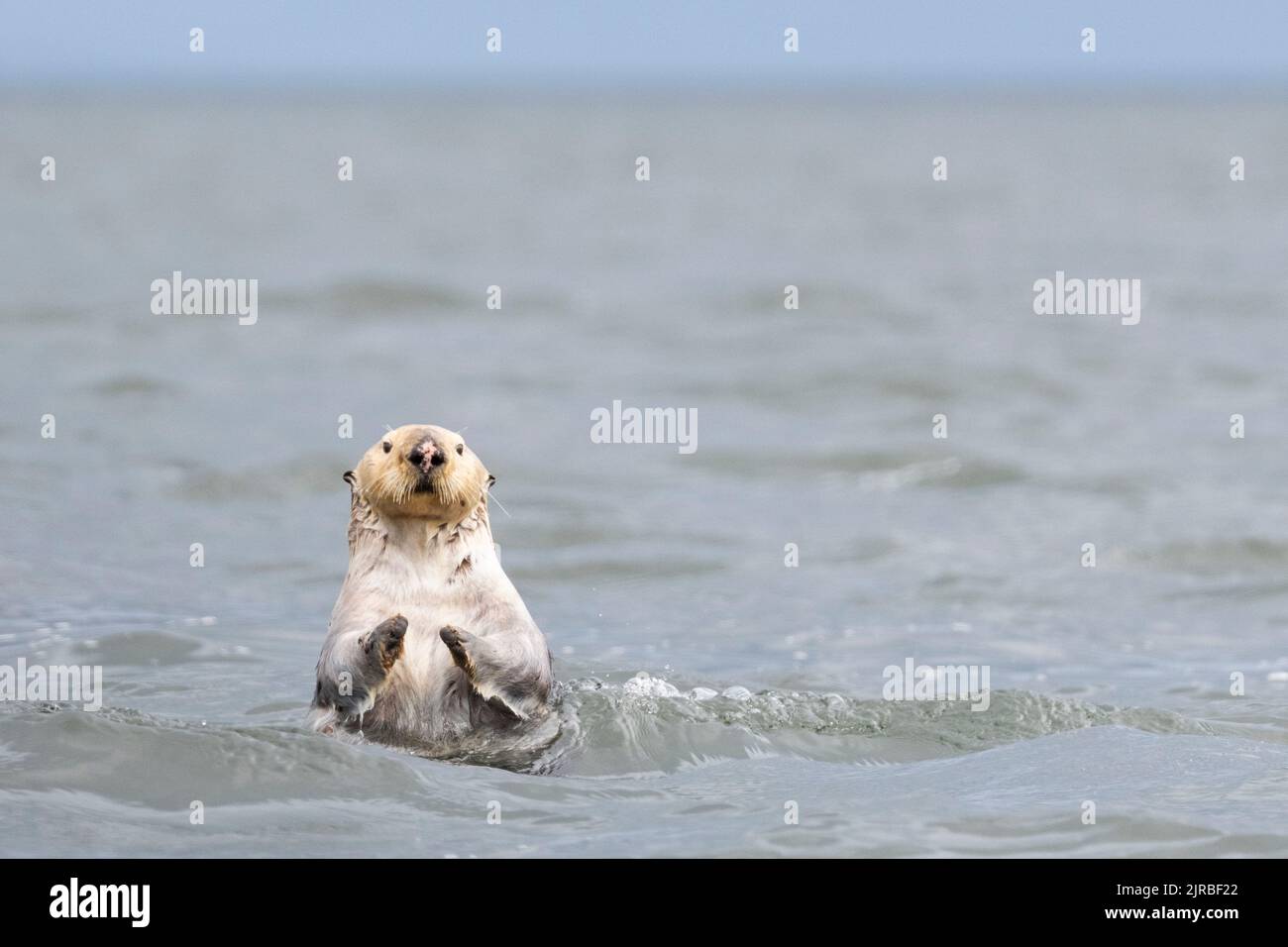 USA, SE Alaska, Inside Passage, Pinta Rocks near Petersburg. Sea otter (Enhydra lutris) Stock Photo