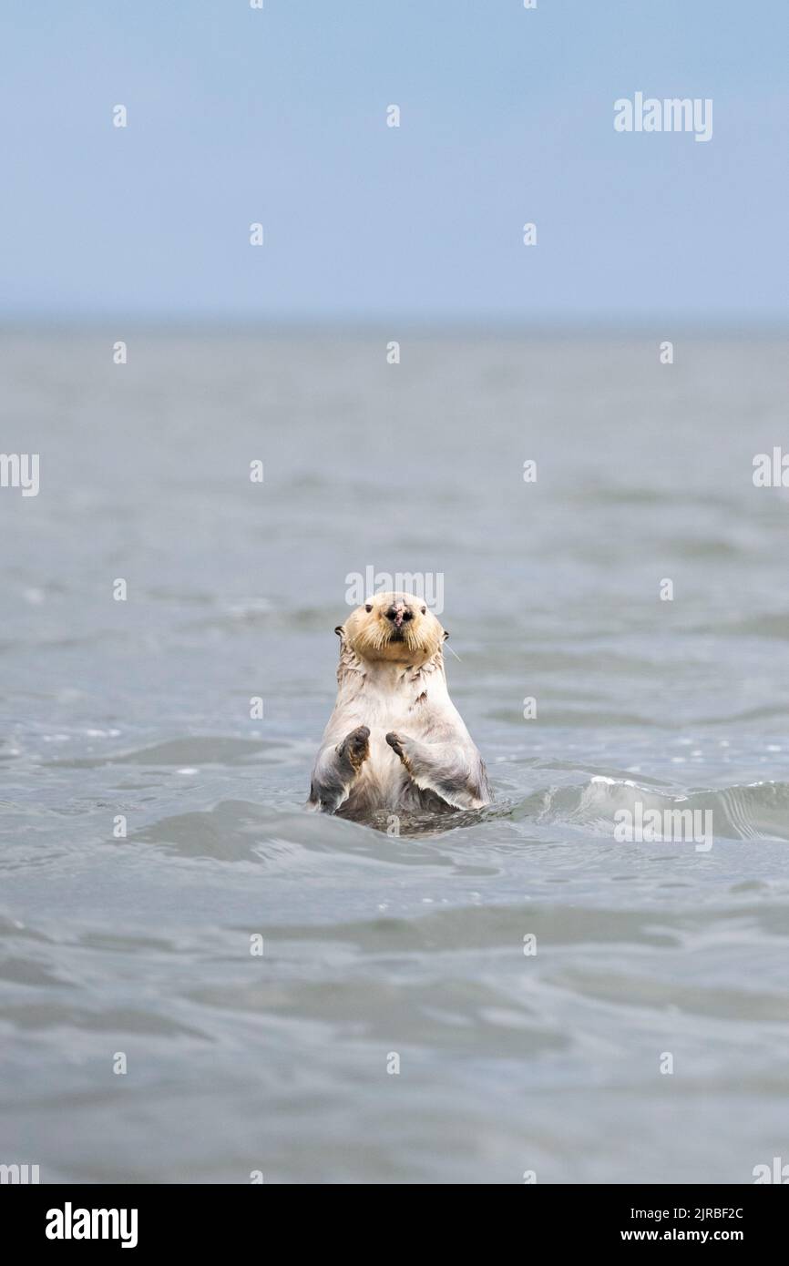USA, SE Alaska, Inside Passage, Pinta Rocks near Petersburg. Sea otter ...