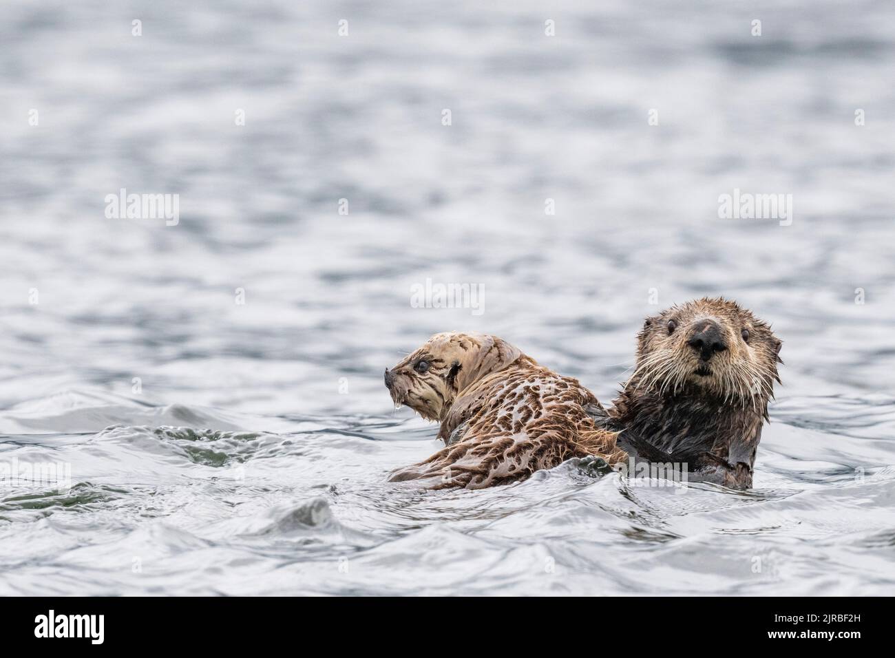 USA, SE Alaska, Inside Passage, Pinta Rocks near Petersburg. Sea otter mother and baby (Enhydra lutris) Stock Photo