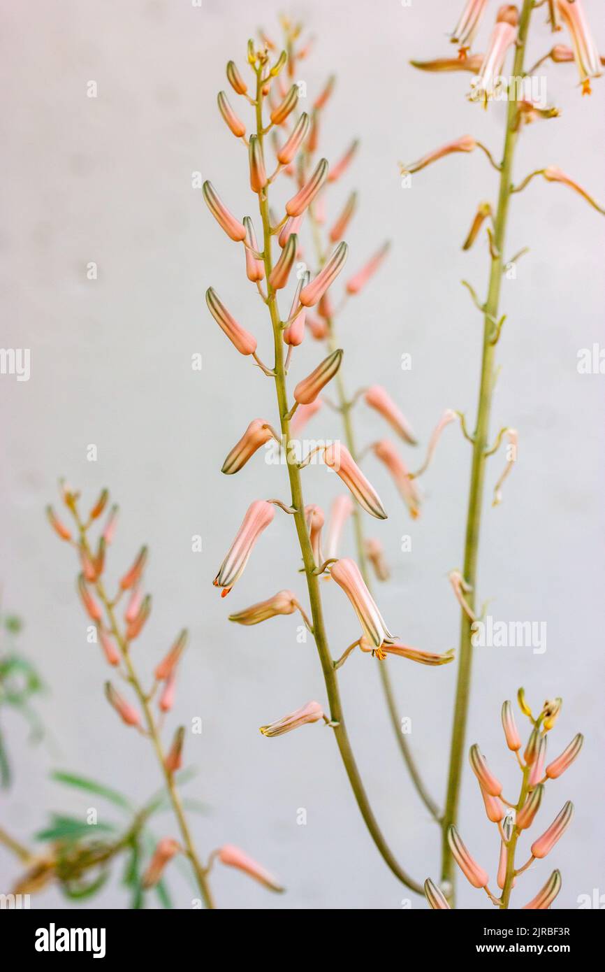 Somaliensis aloe pink blooming flowers against white wall. Beautiful rare exotic blooms. Vertical floral postcard. A delicate flower in a botanical ga Stock Photo