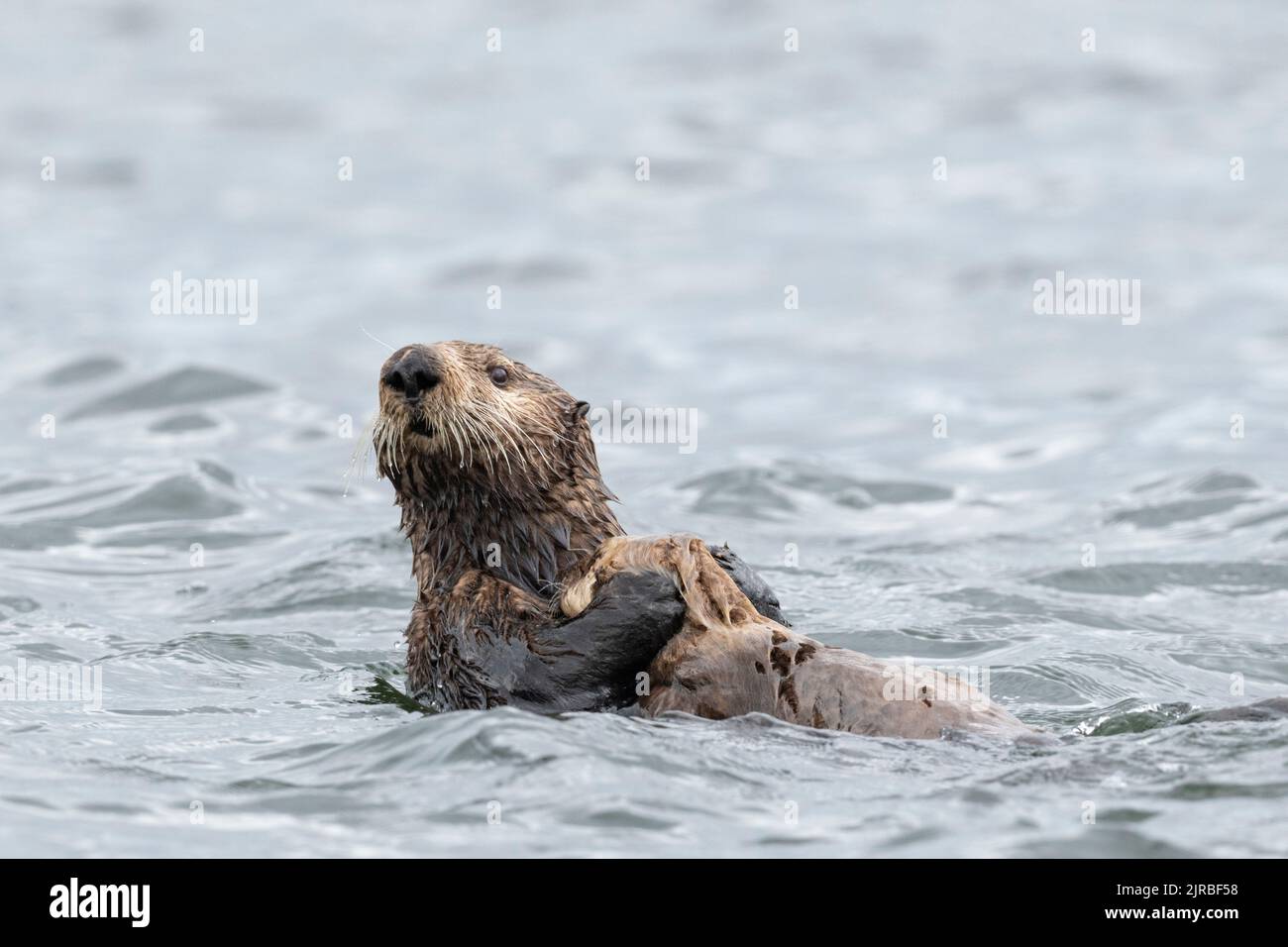 USA, SE Alaska, Inside Passage, Pinta Rocks near Petersburg. Sea otter ...