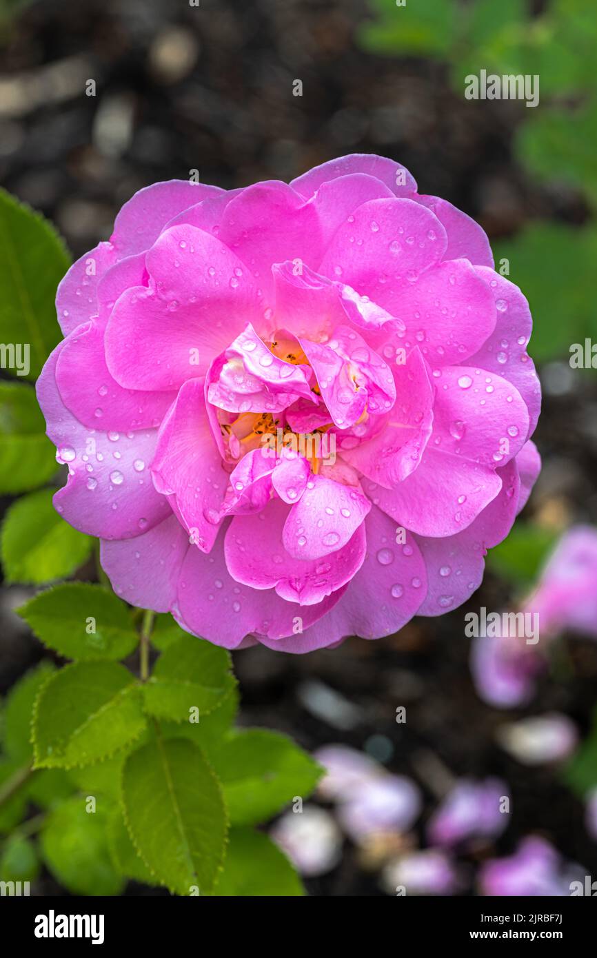 Flowering ‘Royal Jubilee’ English Rose Stock Photo Alamy
