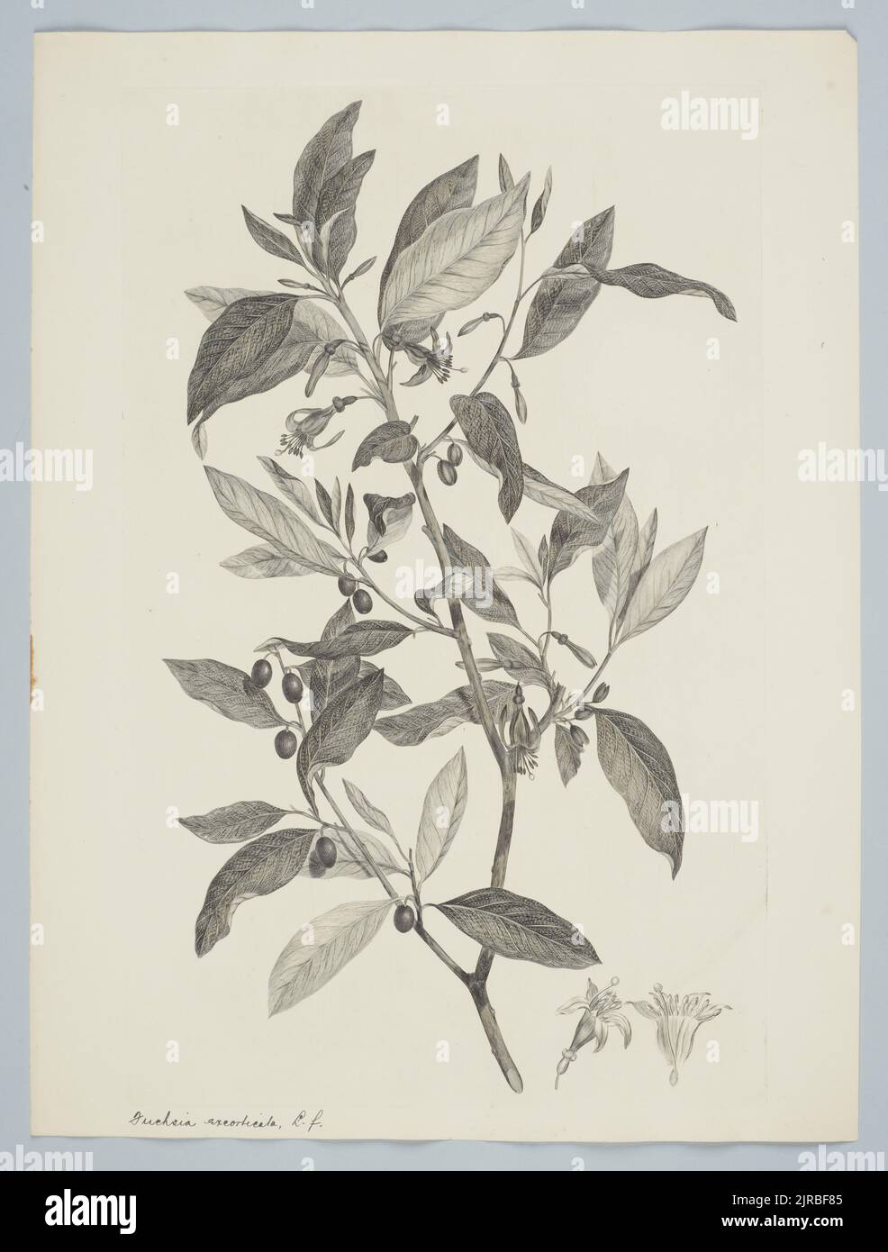 Fuchsia excorticata (Forster & G. Forster) Linnaeus f., 1895, United Kingdom, by Sydney Parkinson. Gift of the British Museum, 1895. Stock Photo
