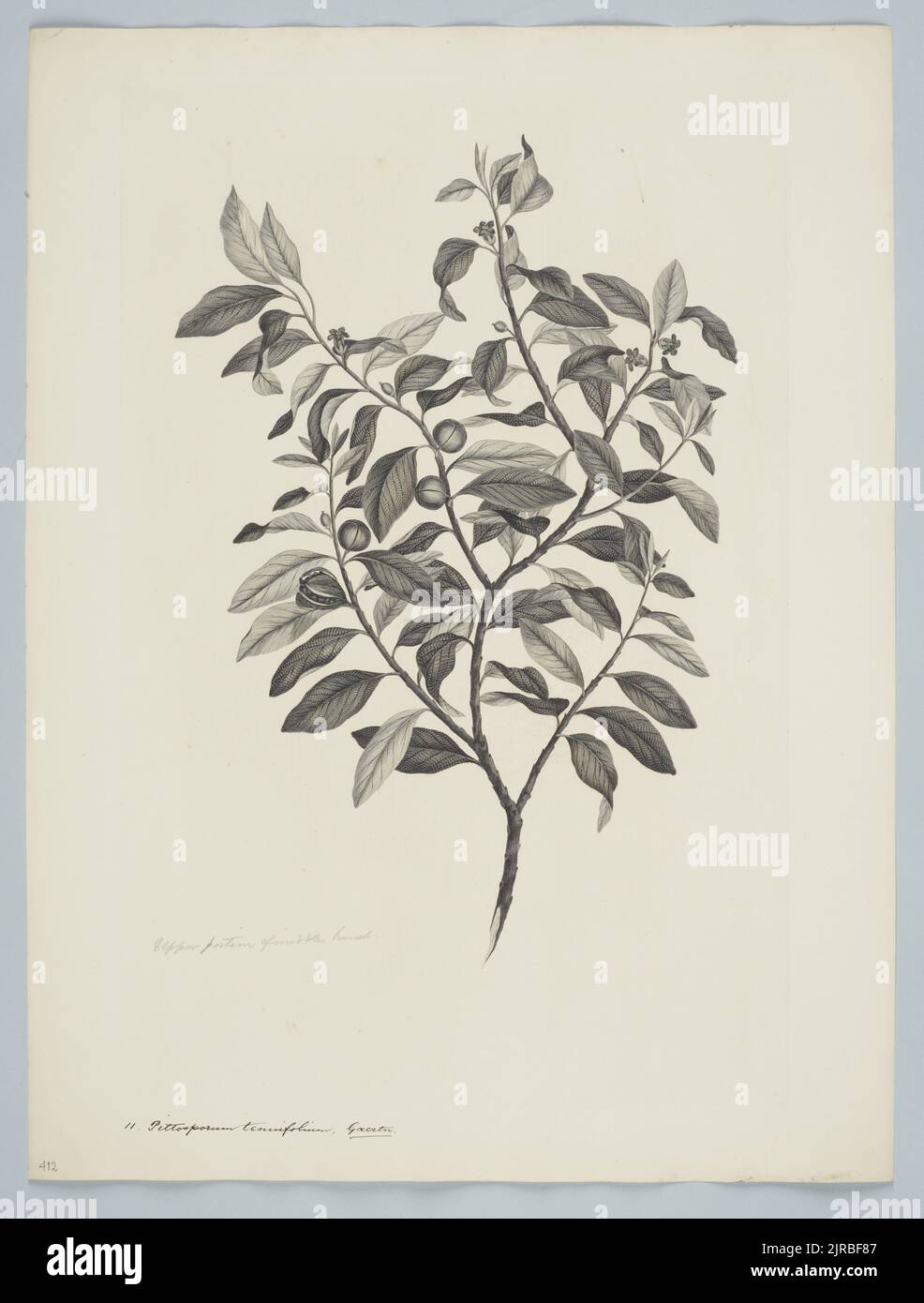 Pittosporum tenuifolium Banks & Solander ex Gaertner, 1770, by Sydney Parkinson, Daniel MacKenzie. Gift of the British Museum, 1895. Stock Photo