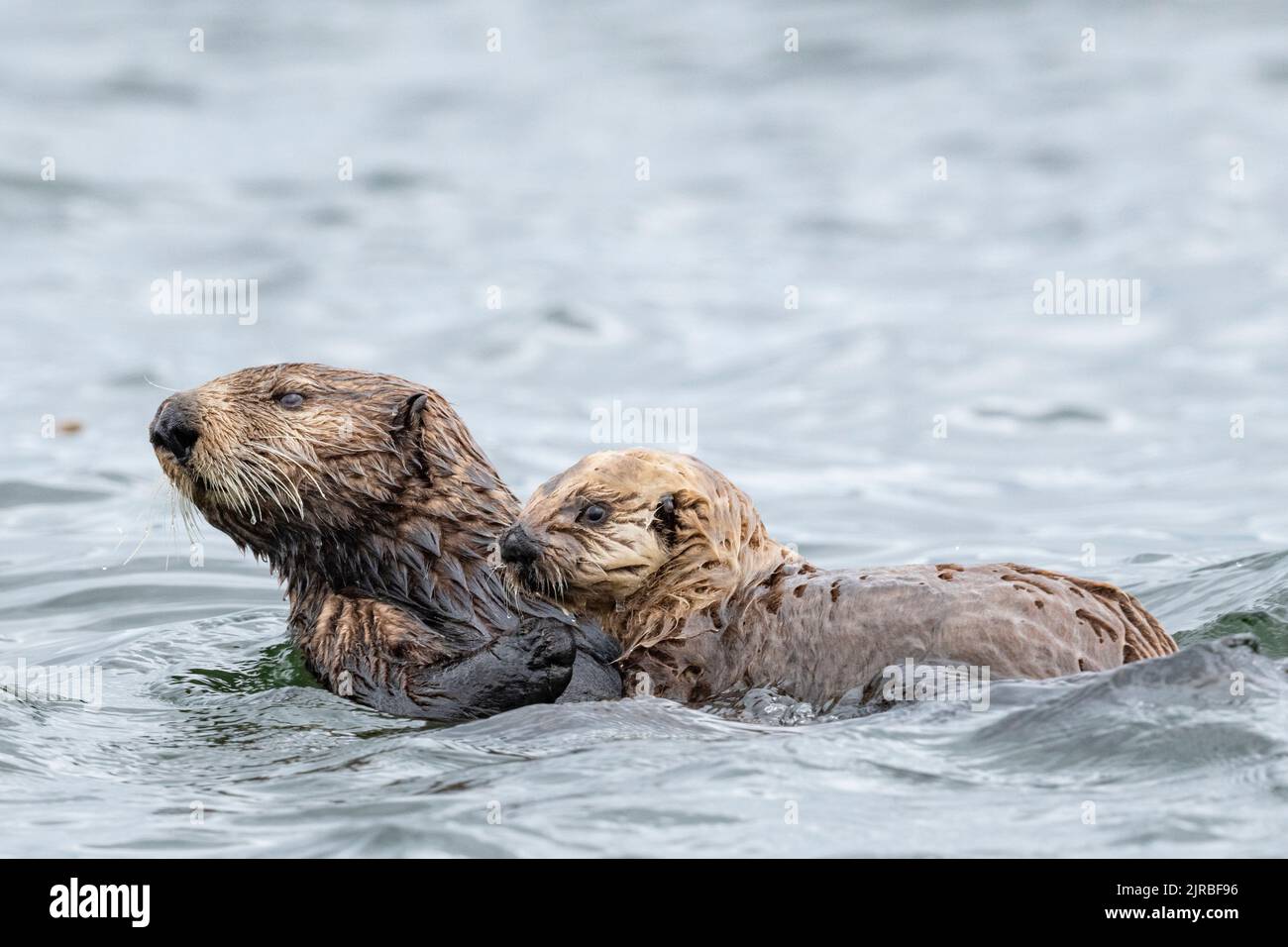 USA, SE Alaska, Inside Passage, Pinta Rocks near Petersburg. Sea otter ...