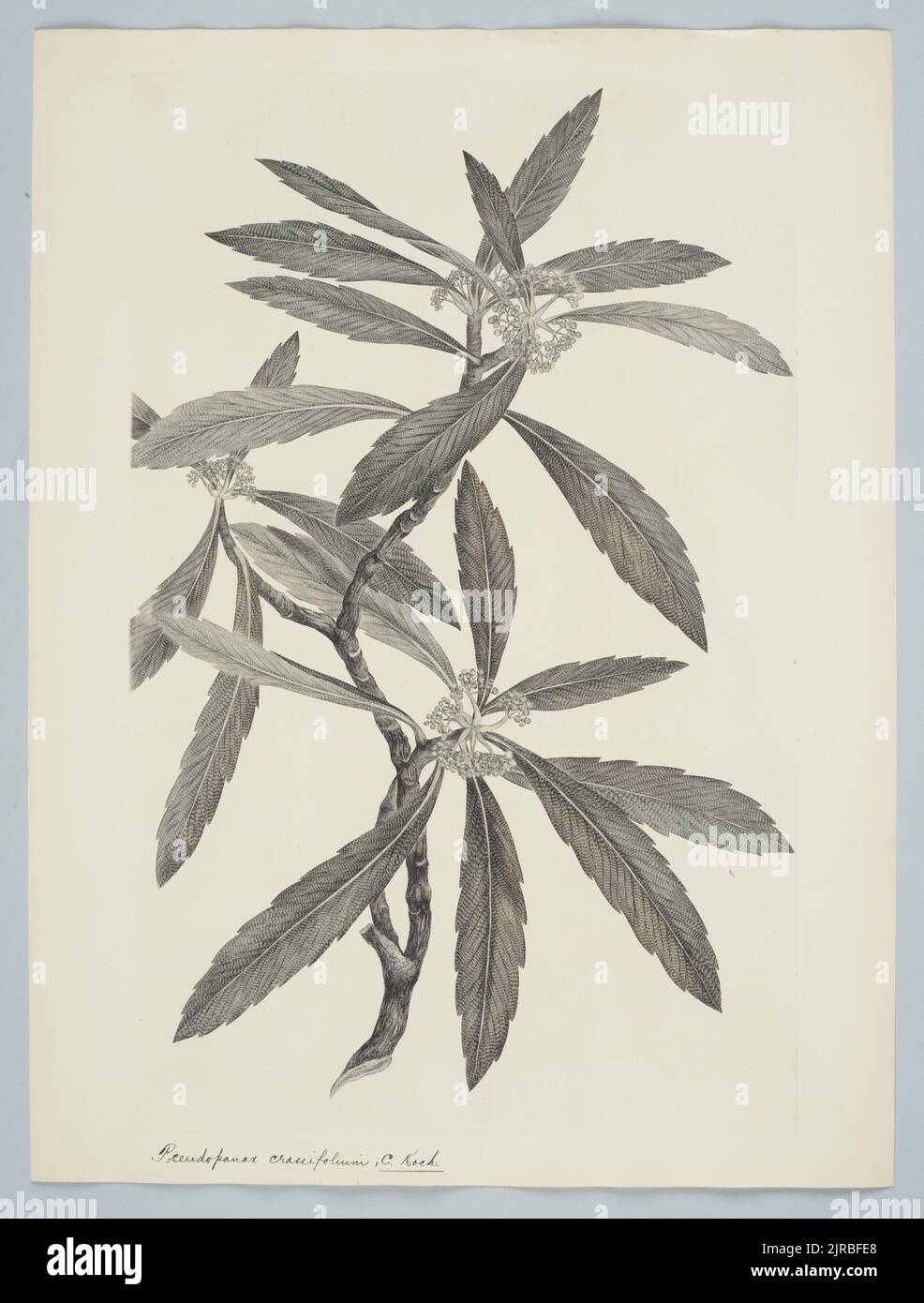 Pseudopanax crassifolius (Solander ex Cunningham) C. Koch in C. Koch & Fintelmann, 1895, United Kingdom, by Sydney Parkinson. Gift of the British Museum, 1895. Stock Photo