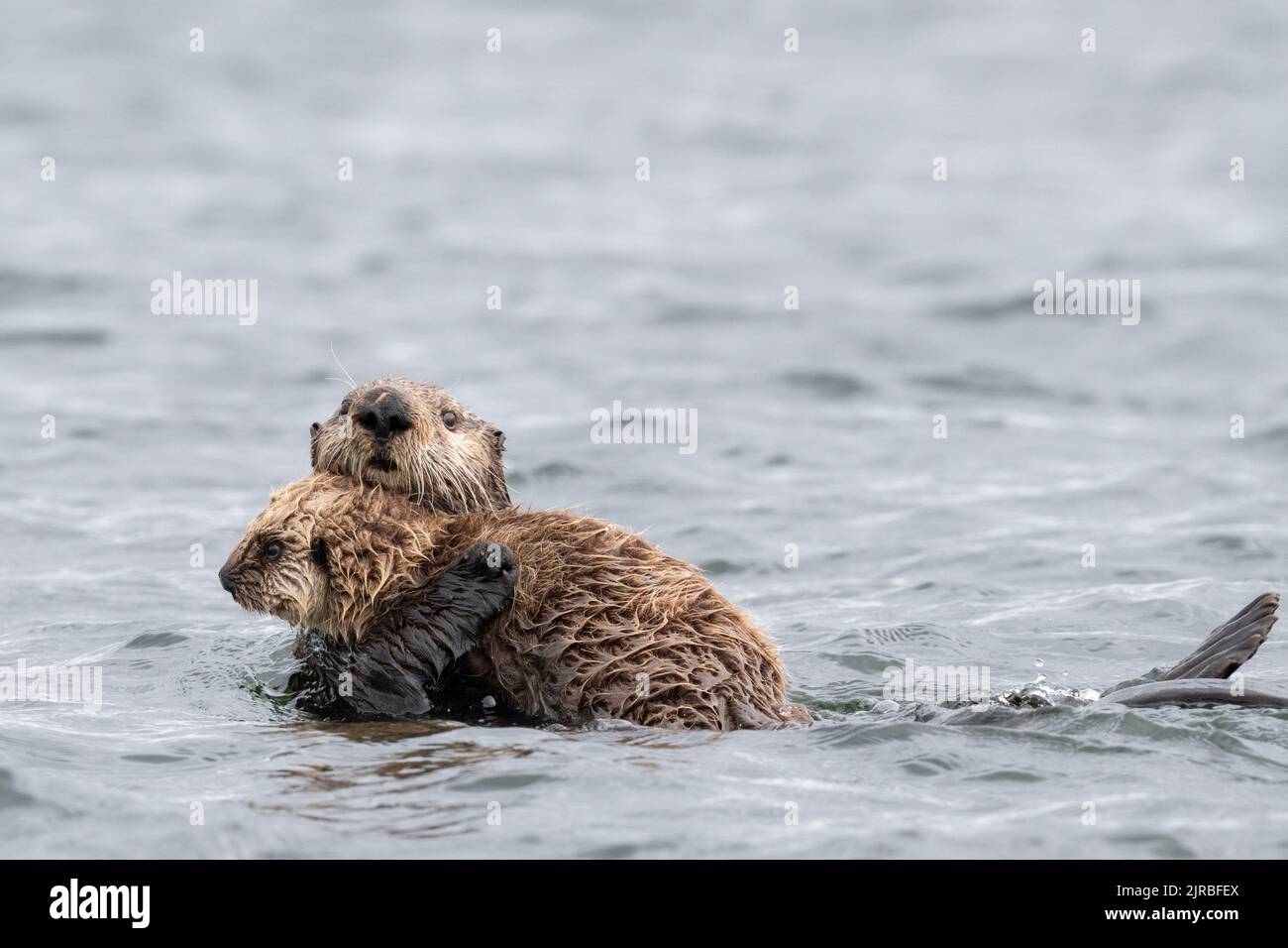 Baby sea otter cute hi-res stock photography and images - Alamy