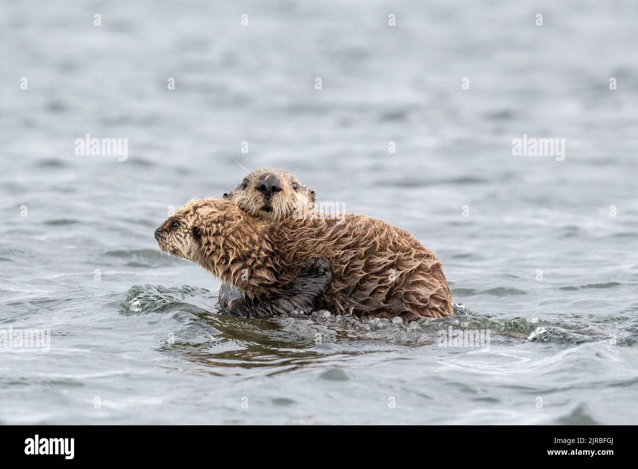USA, SE Alaska, Inside Passage, Pinta Rocks near Petersburg. Sea otter mother and baby (Enhydra lutris) Stock Photo