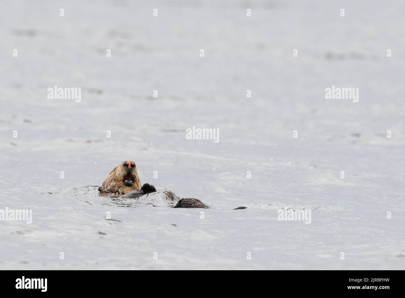 USA, SE Alaska, Inside Passage, Pinta Rocks near Petersburg. Sea otter sleeping (Enhydra lutris) Stock Photo