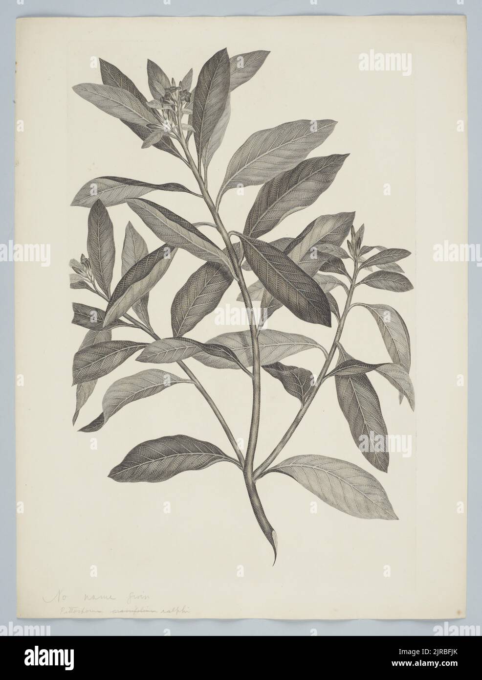 Pittosporum ralphii Kirk, 1769-1770, by Sydney Parkinson, John Miller, Charles White. Gift of the British Museum, 1895. Stock Photo