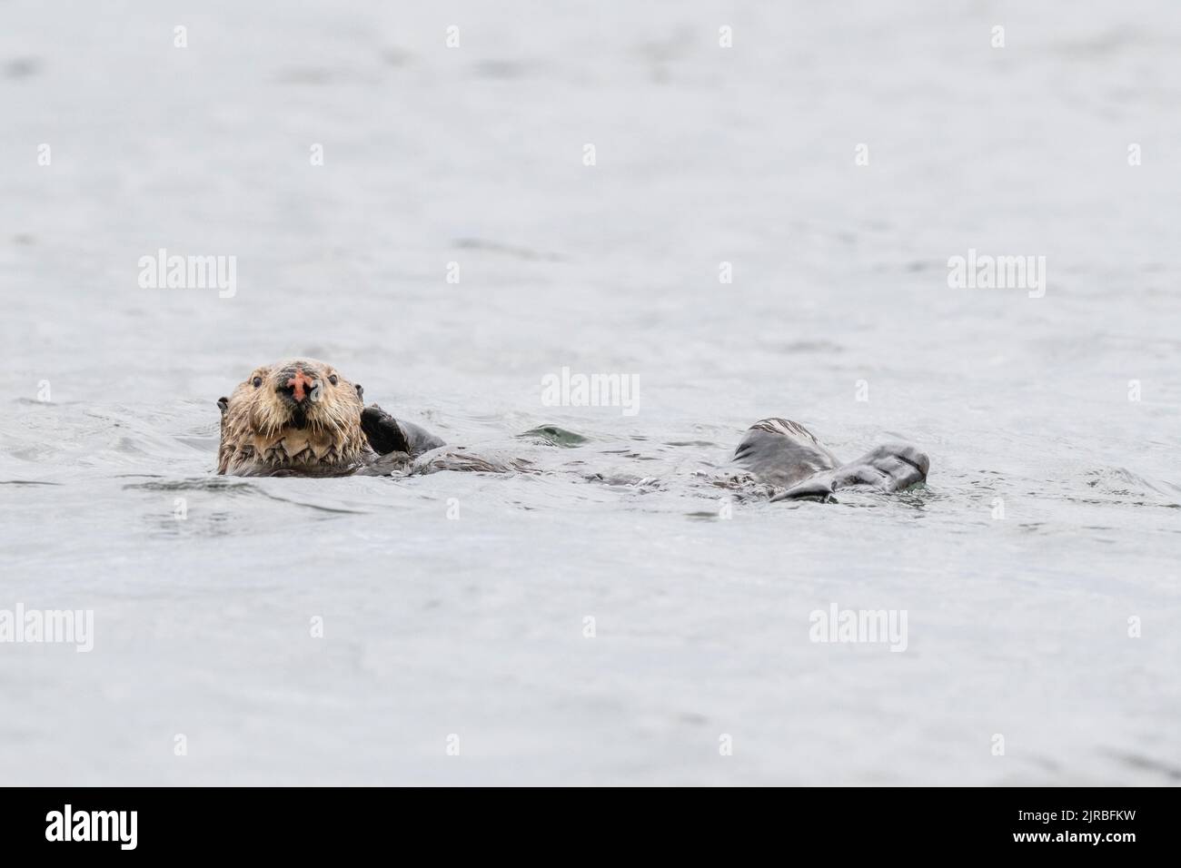 USA, SE Alaska, Inside Passage, Pinta Rocks near Petersburg. Sea otter ...