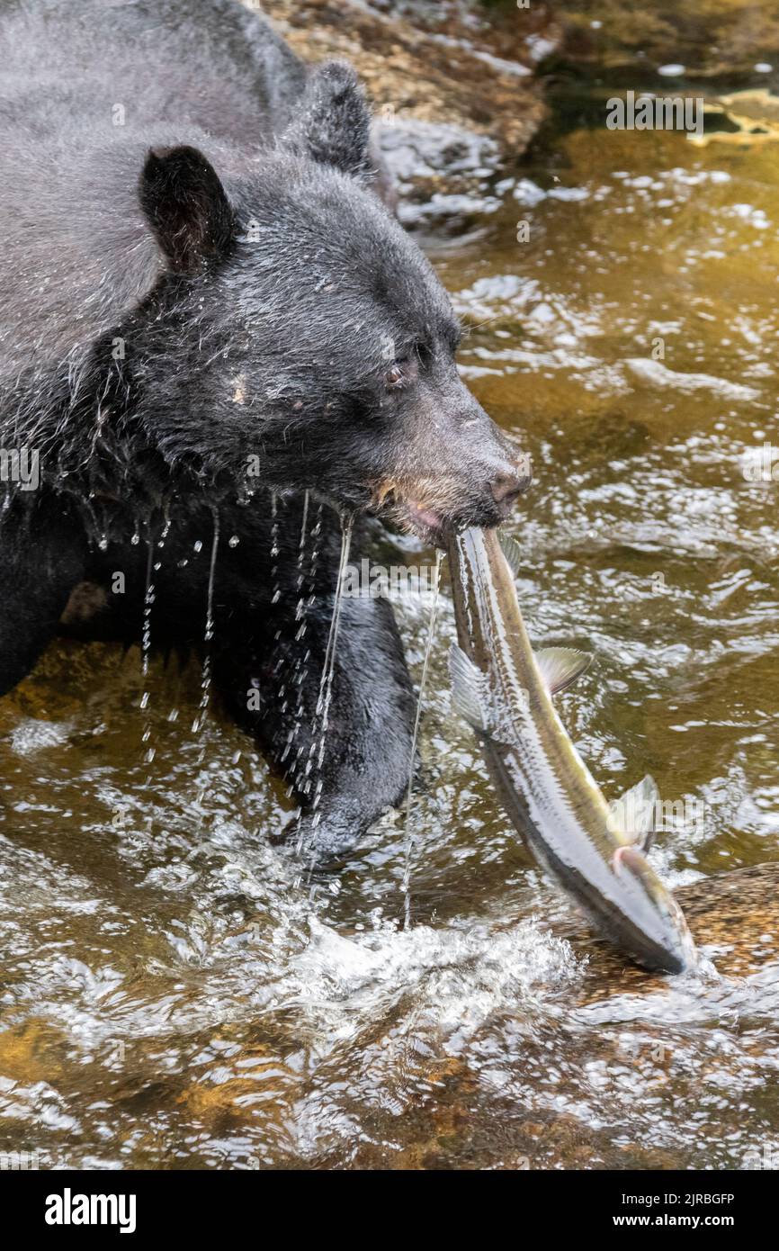 Alaska, Tongass National Forest, Anan Creek. American black bear (WILD: Ursus americanus) fishing for salmon. Stock Photo