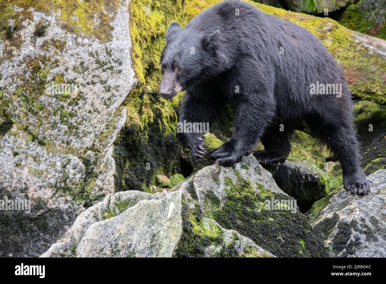 Alaska, Tongass National Forest, Anan Creek. American black bear (WILD: Ursus americanus) Stock Photo