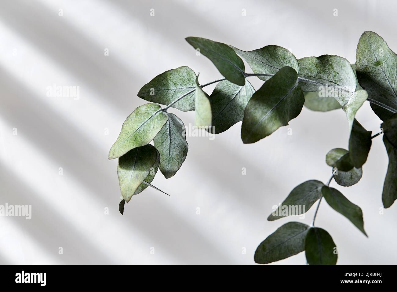 green eucalyptus branch over white background Stock Photo