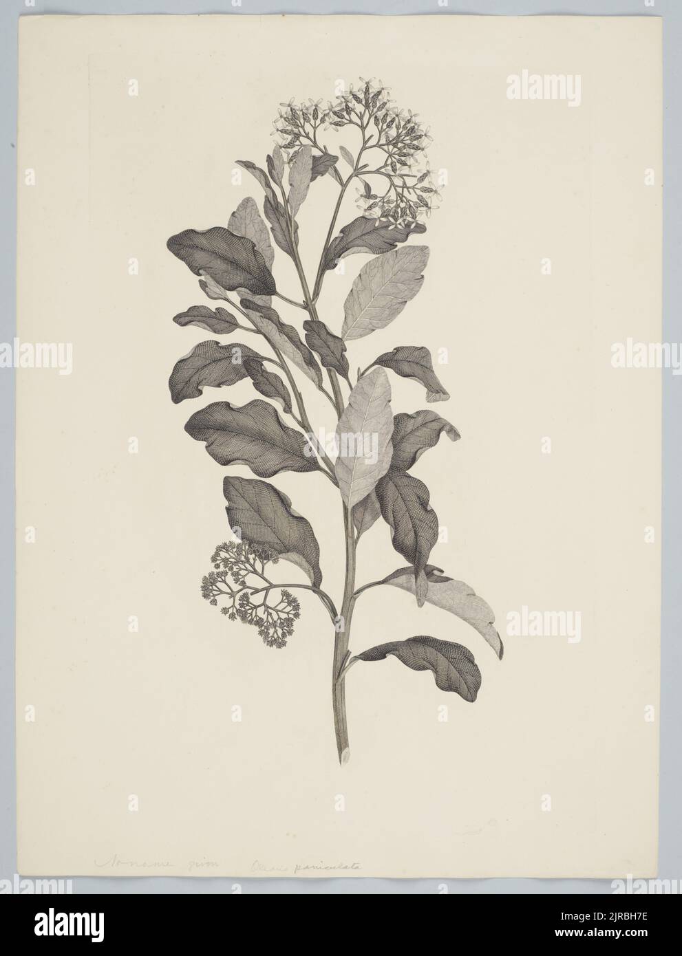 Olearia paniculata (Forster & G. Forster) Druce, 1895, United Kingdom, by Sydney Parkinson. Gift of the British Museum, 1895. Stock Photo