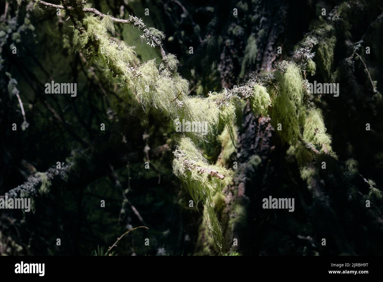 green lichen inside a fir forest Stock Photo