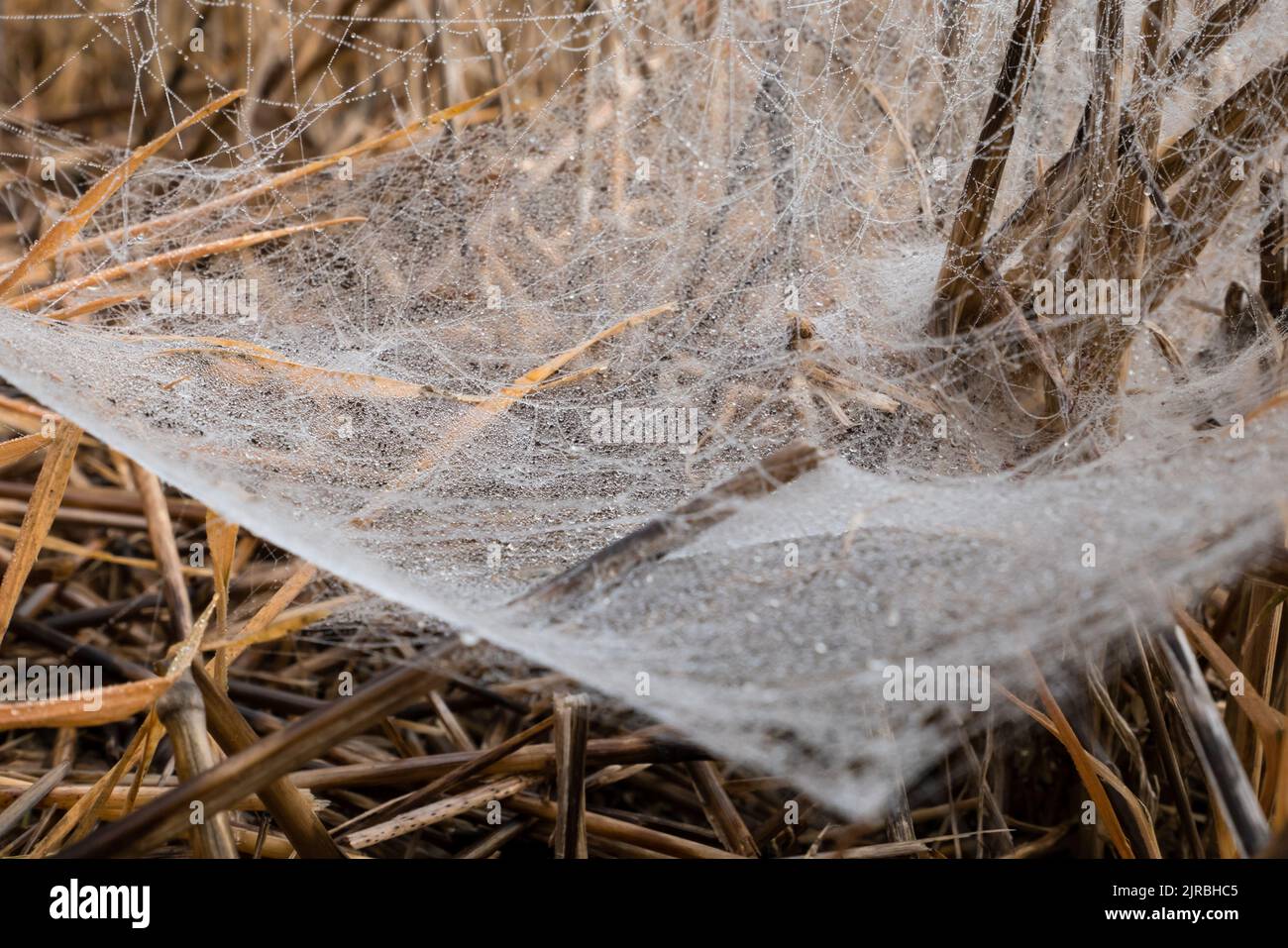 Morning Dew on the spider web. Closeup image, spider web on brown grass Stock Photo