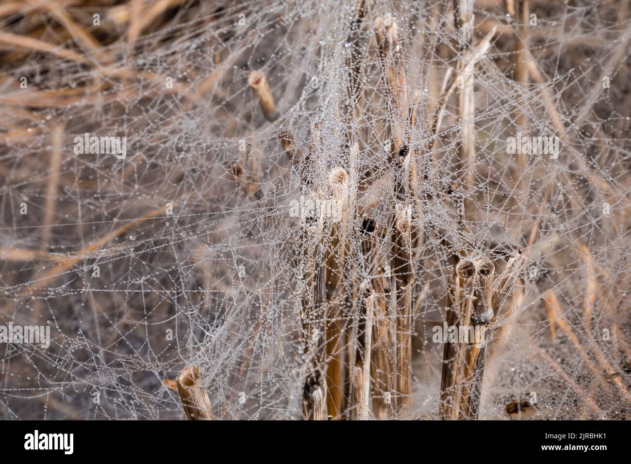 Morning Dew on the spider web. Closeup image, spider web on brown grass Stock Photo