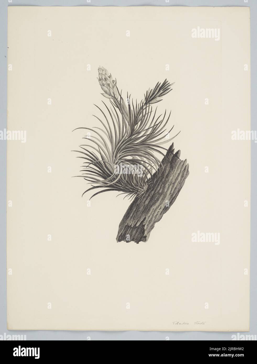 Tillandsia sticta Solander ex Sims, by Sydney Parkinson. Gift of the British Museum, 1895. Stock Photo