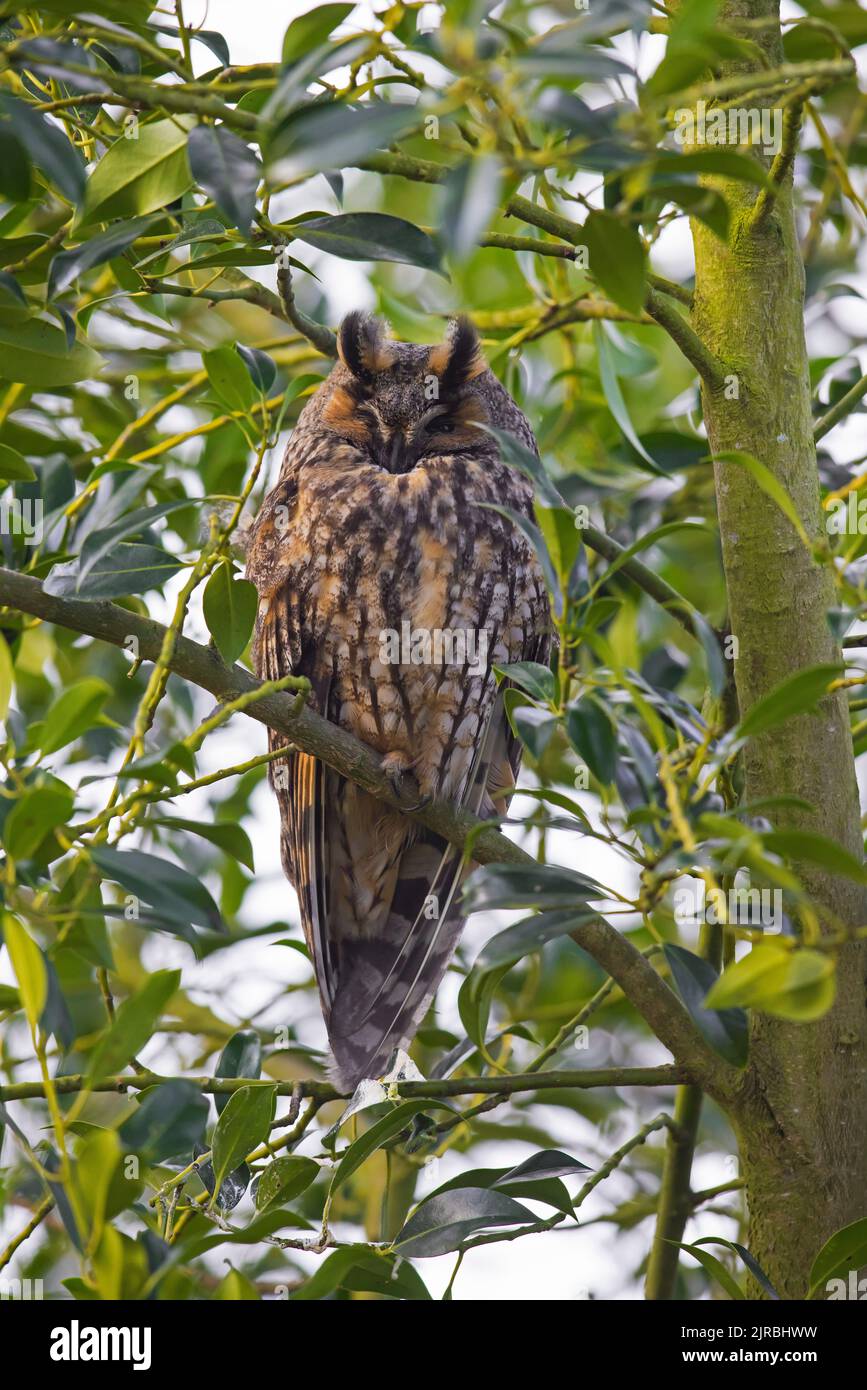 Long-eared owl (Asio otus) roosting in evergreen broad-leaved tree in winter Stock Photo