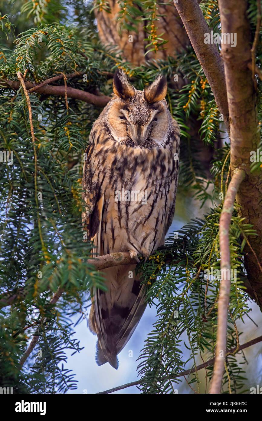 Long-eared owl (Asio otus) roosting in evergreen coniferous tree in winter Stock Photo