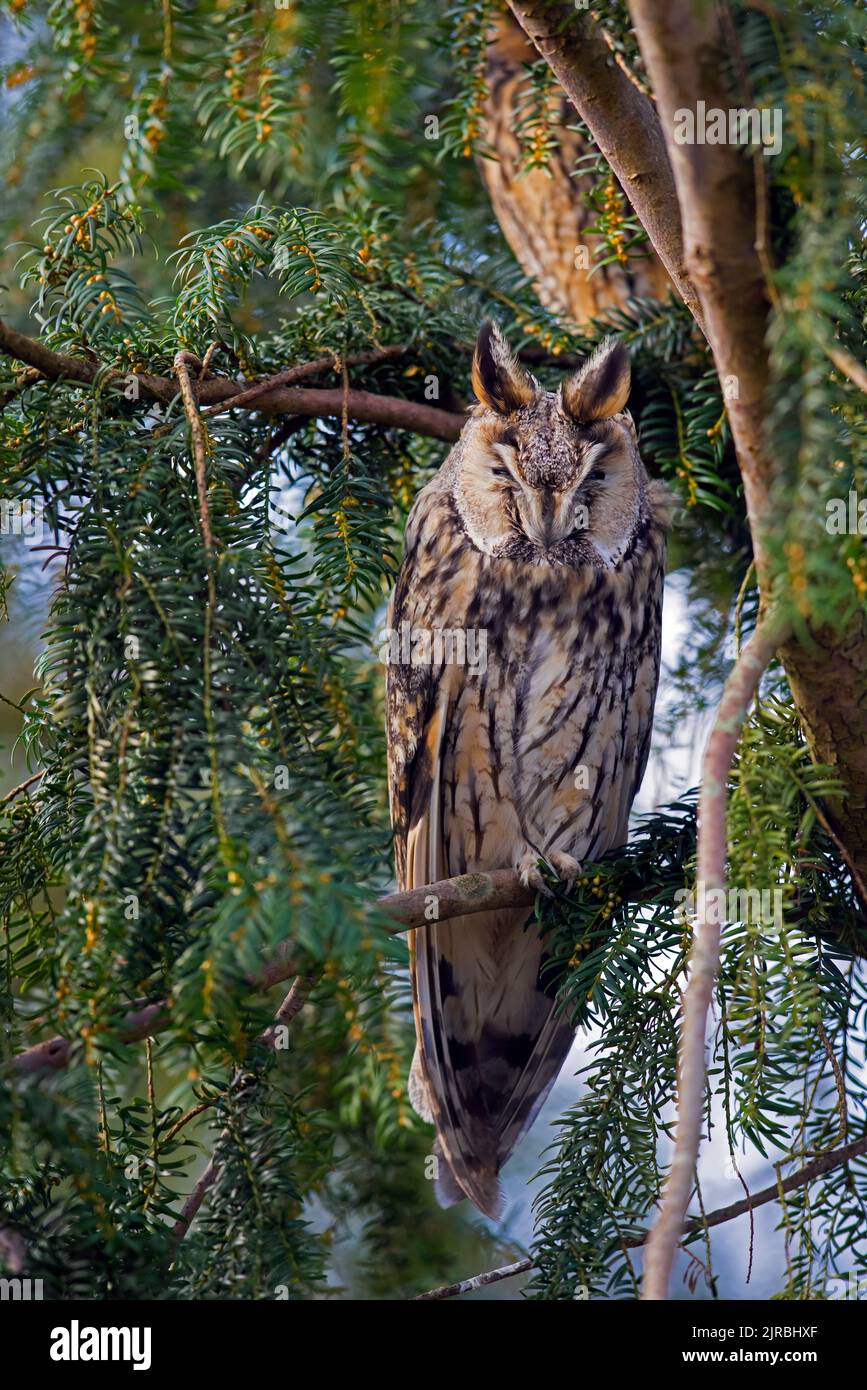 Long-eared owl (Asio otus) roosting in evergreen coniferous tree in winter Stock Photo