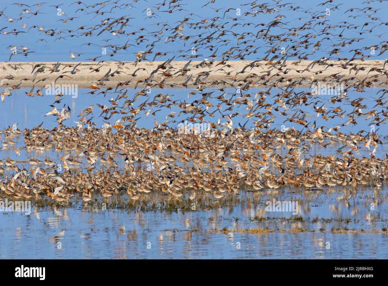Flock of bar-tailed godwits (Limosa lapponica) and red knots (Calidris canutus)  landing in wetland / mudflat, Wadden Sea NP, North Frisia, Germany Stock Photo
