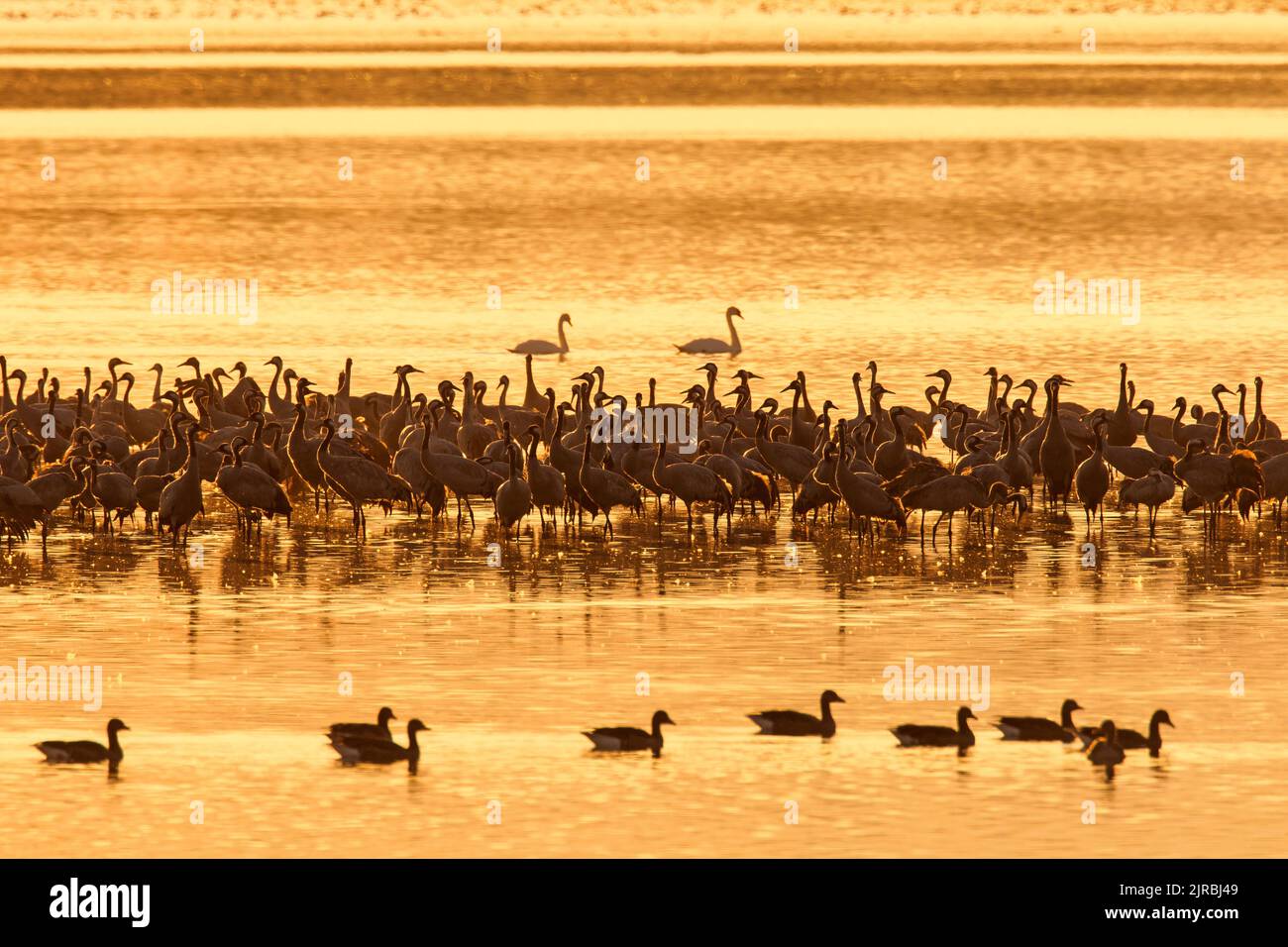Flock of common cranes / Eurasian crane (Grus grus) group congregating at sunset in shallow water at roosting site in autumn / fall Stock Photo