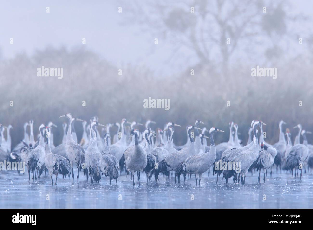 Flock of common cranes / Eurasian crane (Grus grus) group resting in shallow water at roosting site covered in early morning mist in autumn / fall Stock Photo