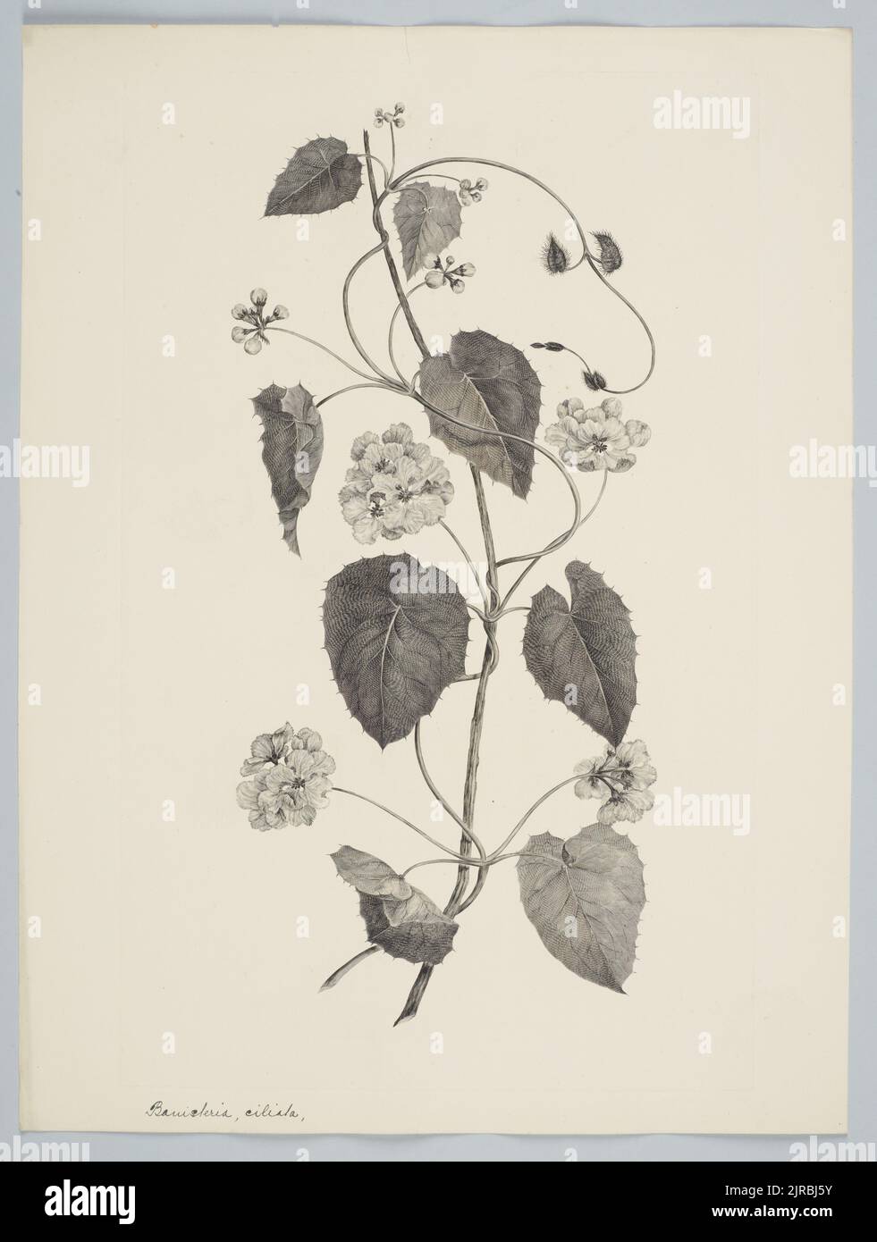 Stigmaphyllon ciliatum (Lamarck) Adr. Jussieu in A. Saint-Hilaire, by Sydney Parkinson. Gift of the British Museum, 1895. Stock Photo