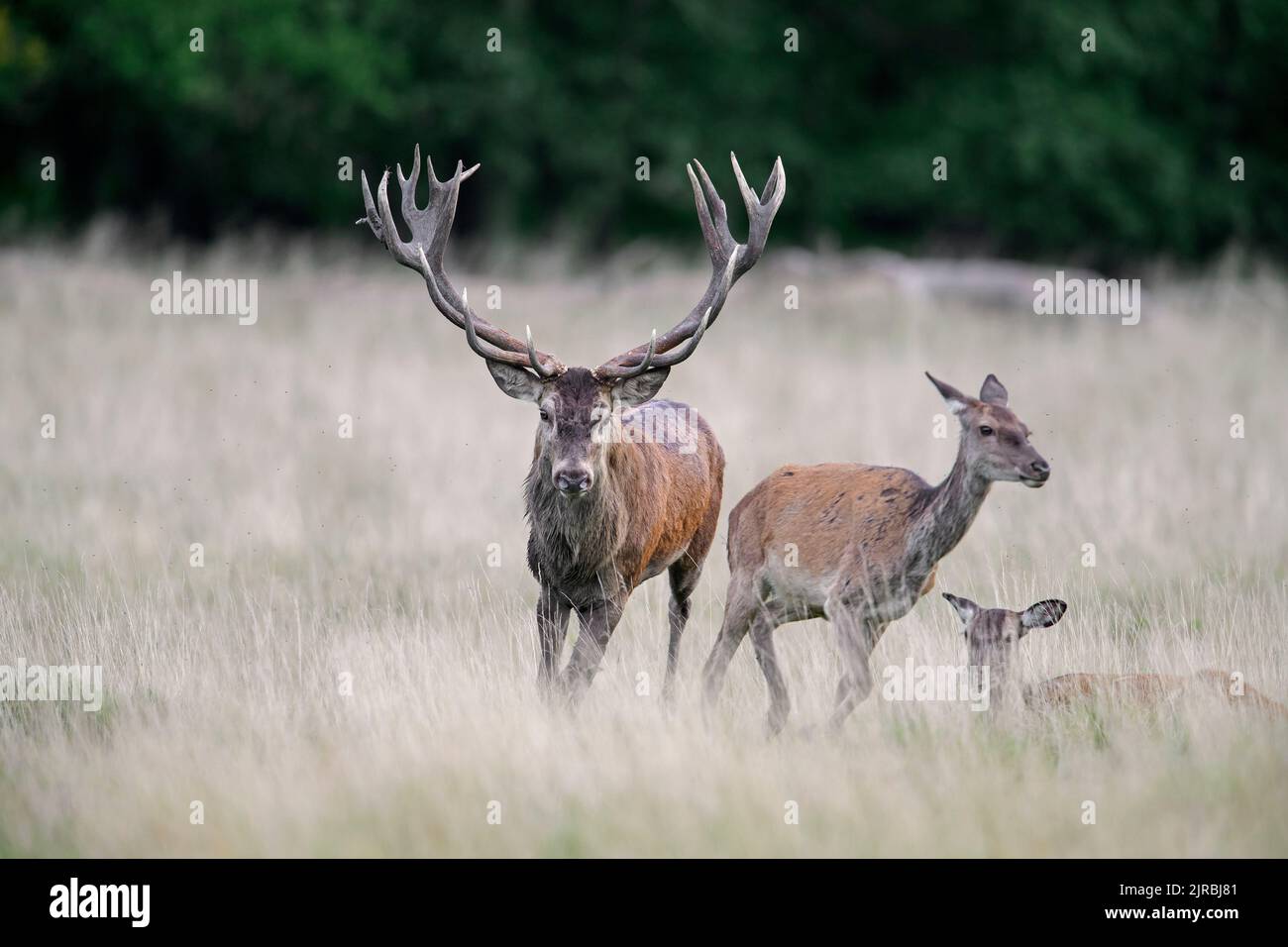 Red deer (Cervus elaphus) stag chasing hind / female in heat in grassland at forest edge during the rut in autumn / fall Stock Photo