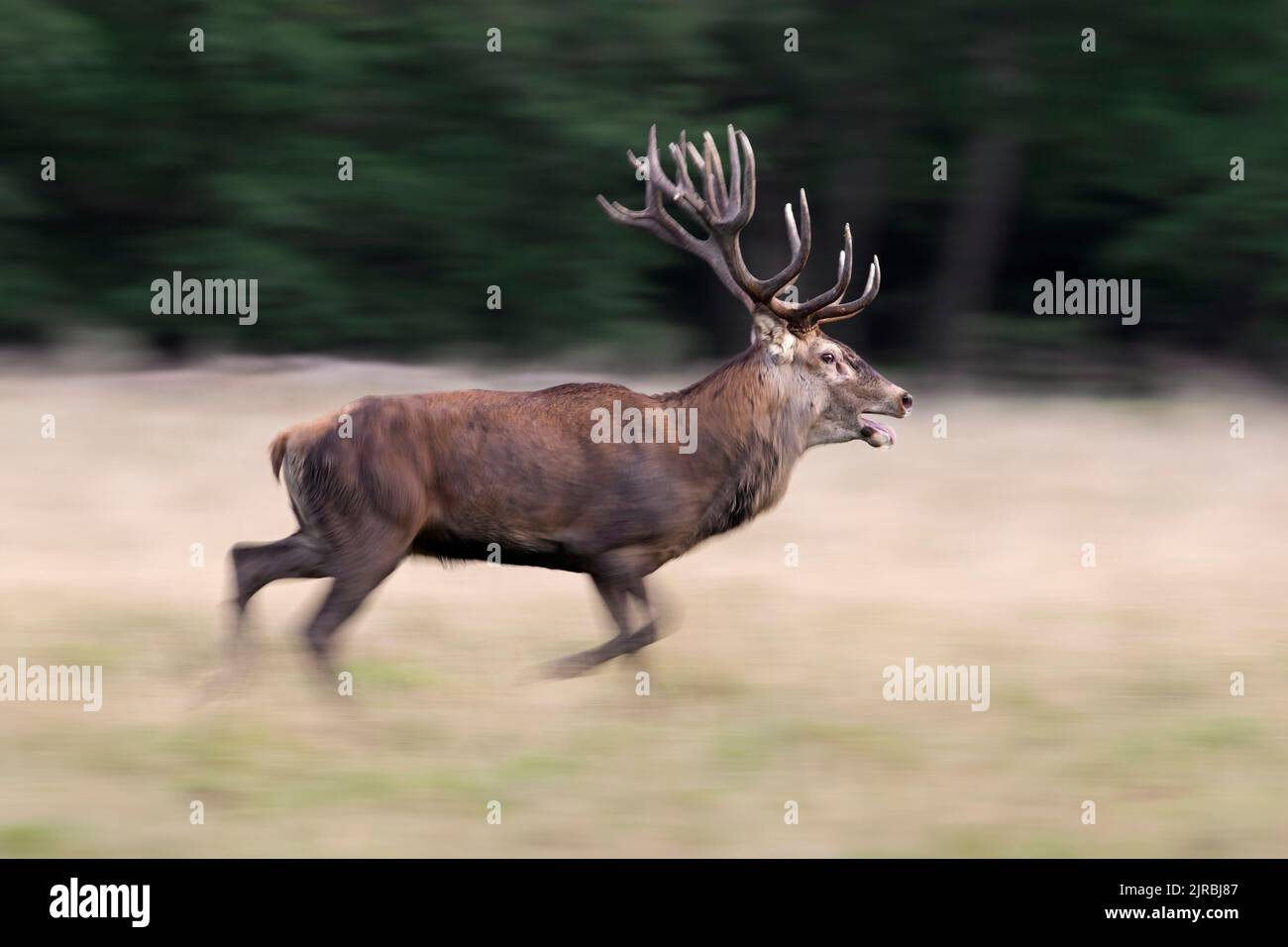 Red deer (Cervus elaphus) stag running in grassland at forest edge during the rut in autumn / fall Stock Photo