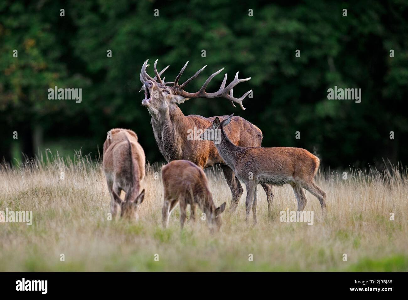 Red deer (Cervus elaphus) stag bellowing and hind with juveniles grazing in grassland at forest's edge during the rut in autumn / fall Stock Photo