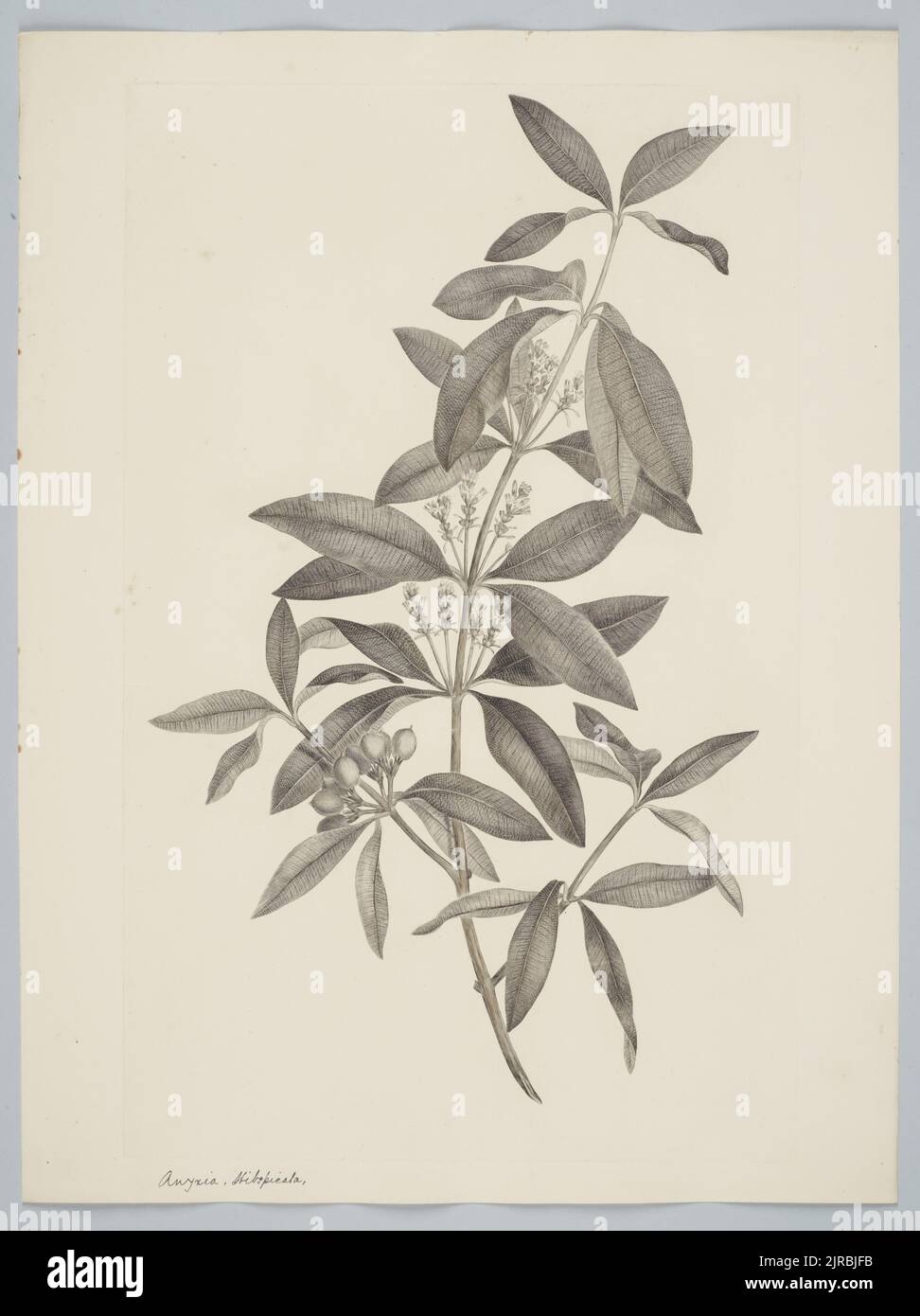 Alyxia spicata R. Brown, by Sydney Parkinson. Gift of the British Museum, 1895. Stock Photo