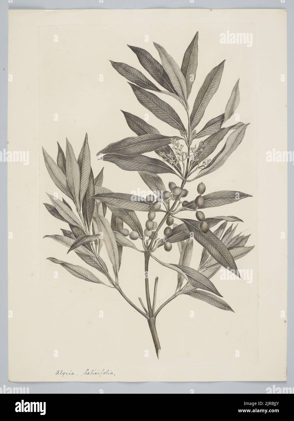 Alyxia spicata R. Brown, by Sydney Parkinson. Gift of the British Museum, 1895. Stock Photo