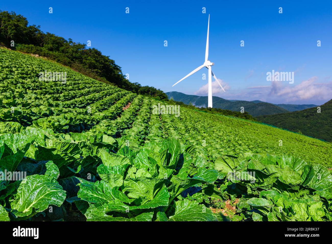 Cabbage field landscape of green vegetables grown in a beautiful alpine area illuminated by the morning sun. Taebaek-si, Gangwon-do, South Korea. Stock Photo