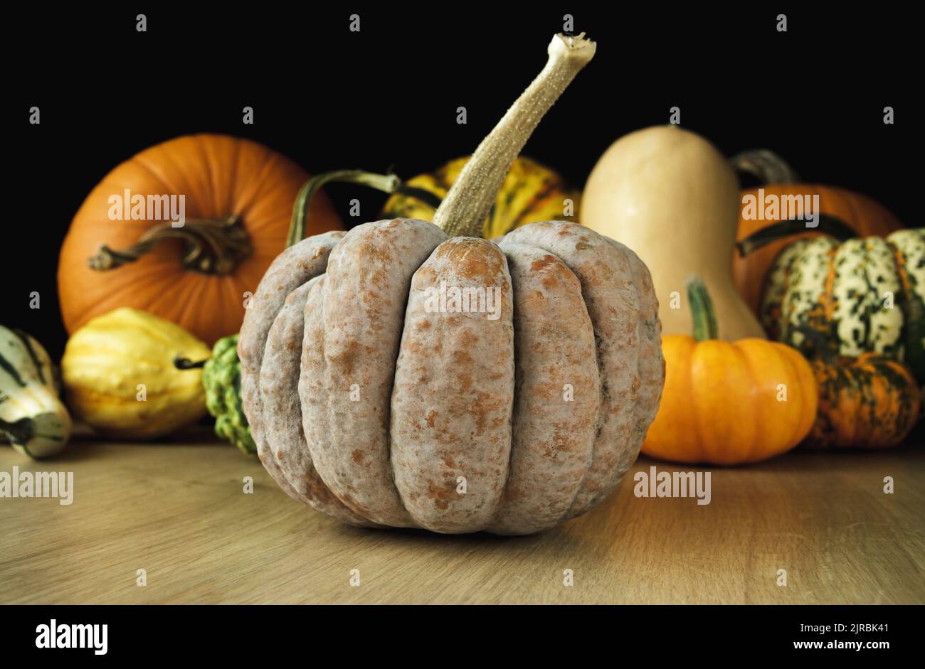Kogigu pumpkin, Japanese variety of butternut squash. Various kinds of
