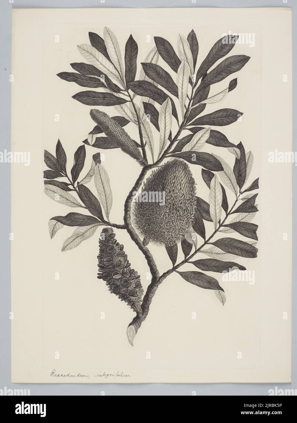 Banksia integrifolia Linnaeus f., 1895, United Kingdom, by Sydney Parkinson. Gift of the British Museum, 1895. Stock Photo