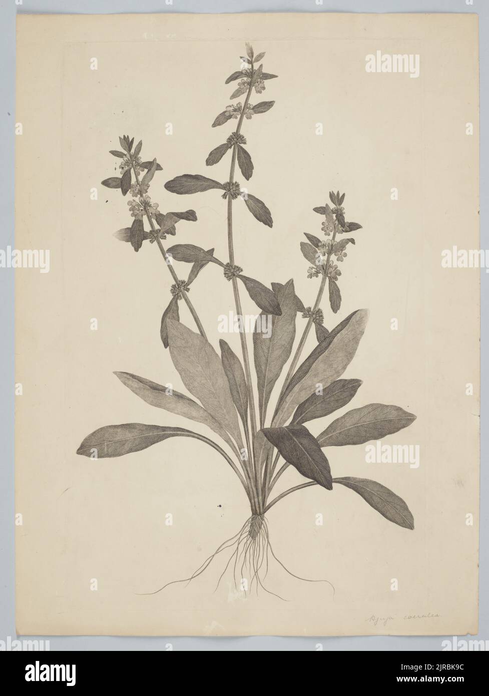 Ajuga australis r brown ajuga australis r brown hi-res stock ...