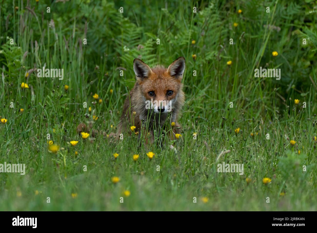 Fox cub-Vulpes vulpes. Stock Photo