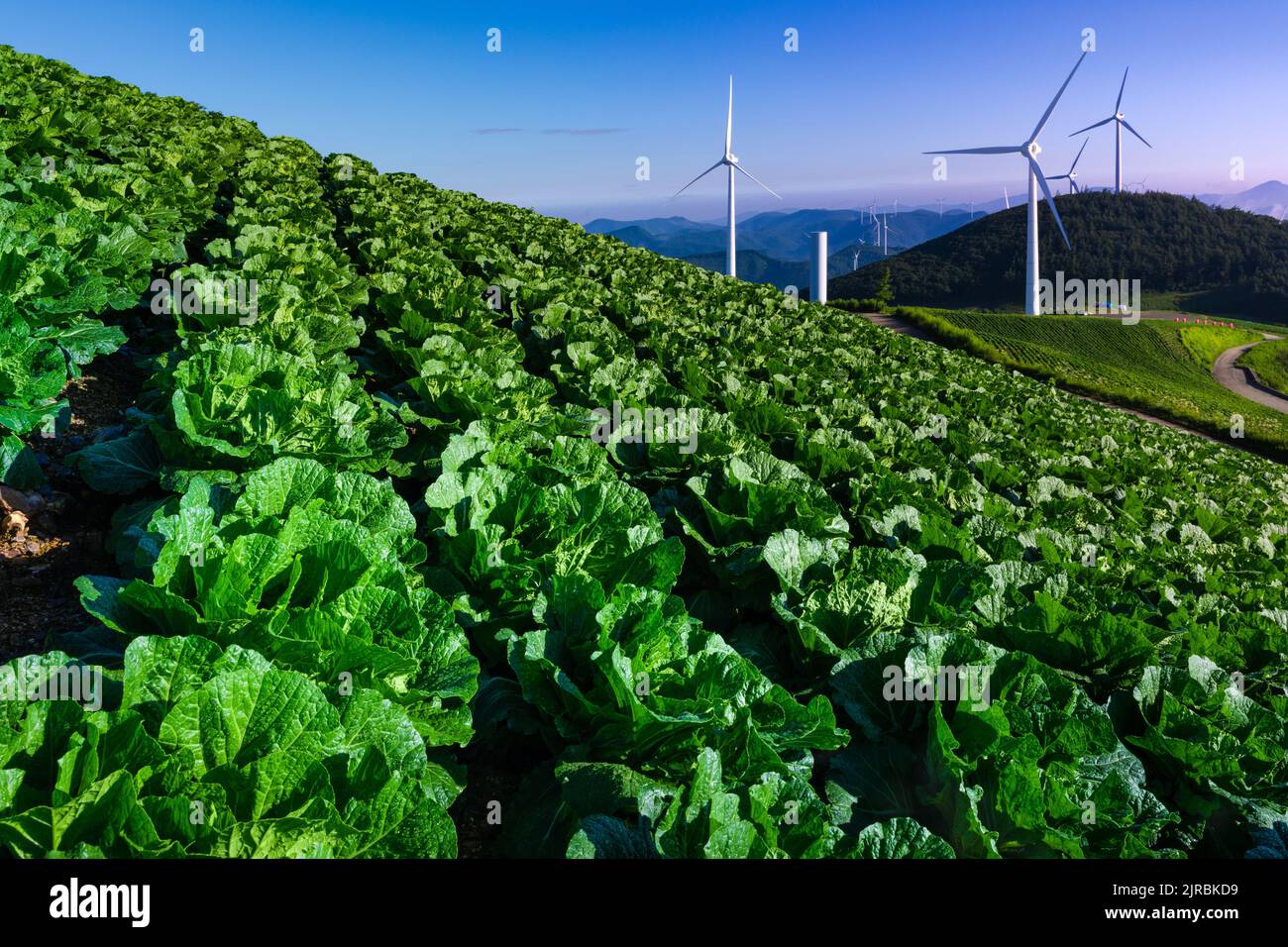 Cabbage field landscape of green vegetables grown in a beautiful alpine area illuminated by the morning sun. Taebaek-si, Gangwon-do, South Korea. Stock Photo